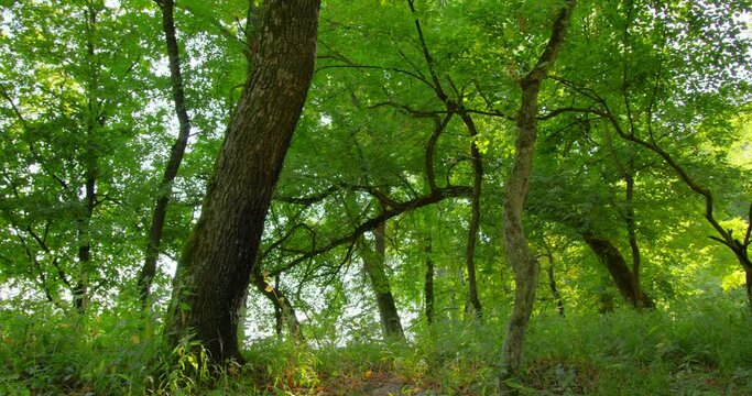 Footage of lush green trees in woods in sunny summer day