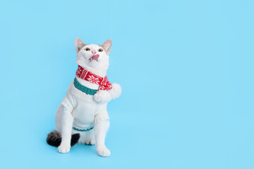 Fototapeta na wymiar White Cat licks its lips. Studio portrait of a Hungry cat on a blue background. Cat wearing warm white sweater sits and looks up. Pet. Animal care. Pet shop. Copy space. 