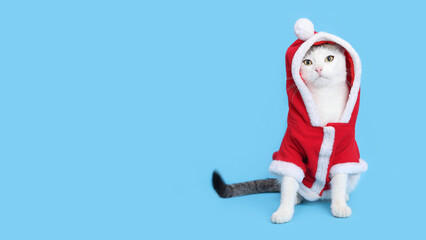 Cat in Santa costume. Christmas Cat card. Kitten on the blue background. Kitten Santa Claus. Merry Christmas. Happy New Year. Place for text. 2024. Cat in a New Year's outfit. Greeting card