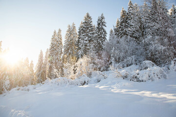 Fototapeta na wymiar winter mountain landscape in the Alps with snow covered fir trees