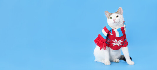 Cute cat in Xmas jumper. Funny kitten wearing warm sweater and red scarf. Greeting card. Poster. Beautiful kitten. New Year party. Christmas Cat dressed in red sitting in front of blue background. 