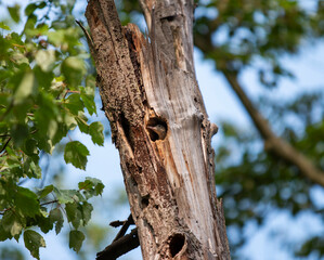 Obraz premium Baby Woodpecker looking out of a whole in a decaying tree