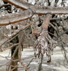 Tree branches are bound by a thick layer of ice after bad weather.