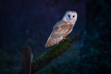 Barn owl (tyto alba) dusk nocturnal barn owl looks at the camera with a dusky blue background....