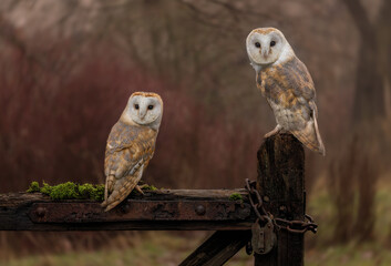 Barn Owl (Tyto Alba) pair on a gate looking at camera in an autumnal scene © Chris Chambers
