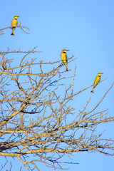 European Bee-Eater (Merops Apiaster) perching on green bush during the day, Kruger National Park, South Africa