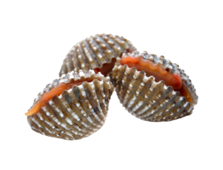 fresh cockles seafood transparent png
