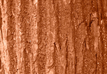 Tree bark texture peach color. Tree bark texture full frame in nature. Monochrome background....