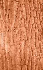 Tree bark texture peach color. Tree bark texture full frame in nature. Monochrome background. Trendy colour 2024