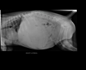 Critical X-ray displaying signs of abdominal obstruction in a dog, highlighting the urgency for veterinary evaluation to address potential gastrointestinal issues and ensure timely intervention