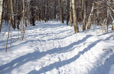 Snowy winter forest