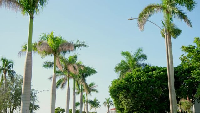 Camera looks up as it moves past rows a palm trees on street. Sunny day