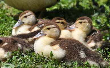 Young ducks of musk breed, Cairina moschata