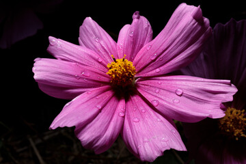 Obraz premium 夜露のついたコスモスの花