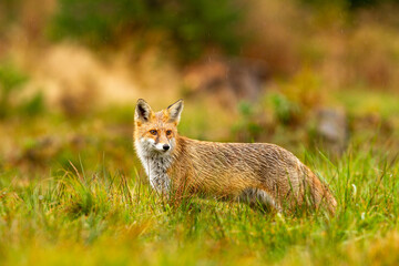 fox in the rain on a green meadow