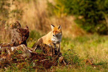 
fox at sunset on an old wooden tree