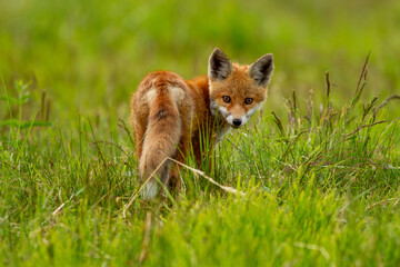 a young fox on its first outing,,vulpes vulpes in the forest