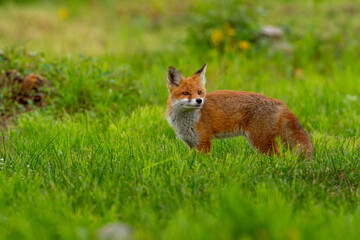 Naklejka na ściany i meble a young fox on its first outing,,vulpes vulpes in the forest