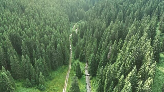 Breathtaking charm of a mountainous pine tree forest and a small river in summer. The camera ascends, unveiling the scene bathed in the golden glow of warm evening sunlight, capturing the serene 