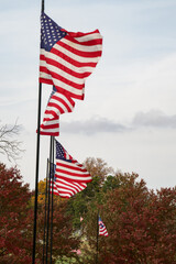 American Flags flying in vertical line blowing in the wind with fall leaves