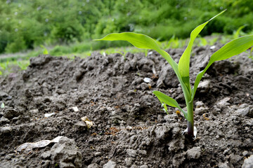 Young Plant Growing In Sunlight