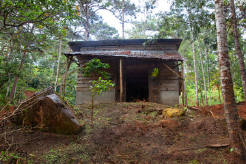 Old abandoned empty  cabin old farmhouse in pine woods in rainy day in Da Lat city, Vietnam