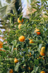Tangerines in December in Nice on the streets of the city