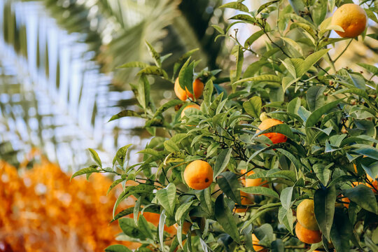 Fototapeta Tangerines in December in Nice on the streets of the city