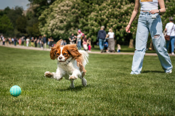 King Charles Cavalier Dog jumping after a ball all paws and ears up