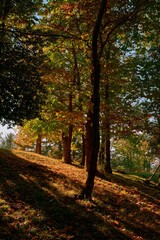 The warm autumn colors of the forest in the golden light of the sunset