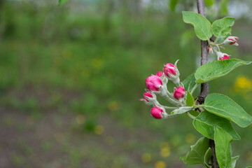 Obraz na płótnie Canvas Apple blossoms on a branch in spring. Apple blossom.
