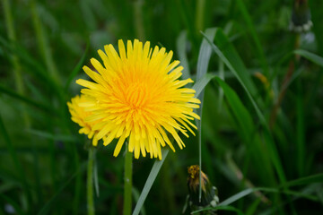 Yellow dandelion flower on green grass background. Close up.
