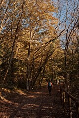 A walk in the autumn forest in the province of Varese