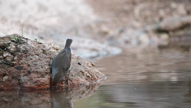 happy european robin in his bath	