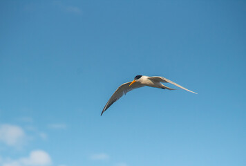 Fototapeta na wymiar Airborne Elegance: Elegant Tern Birds Soaring Across the Blue Sky