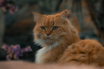 Naklejka na ściany i meble Ginger fluffy cat with blue eyes. Beautiful orange cat. Feline pet long haired kitten