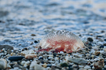 A jellyfish washed up on the shore of the Saint-Jean-Cap-Ferrat peninsula in southern France