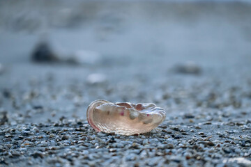A jellyfish washed up on the shore of the Saint-Jean-Cap-Ferrat peninsula in southern France