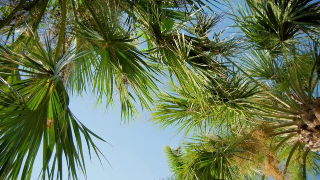 Camera looks up a palm trees on street. Sunny day