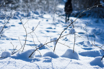 Naked and snowy branches of bushes on sunny day in forest and silhouette of lonely person in winter...