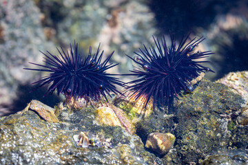 Sea Urchins in Costa Rica - 692702246