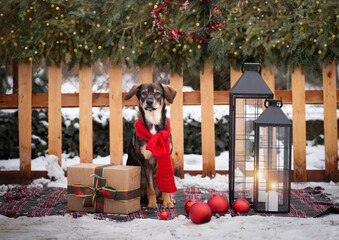 Christmas portrait of a crossbreed dog that was adopted from a shelter. Merry Christmas to all...