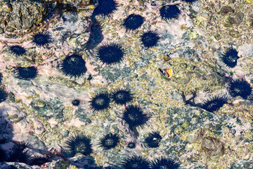 Sea Urchins in Costa Rica - 692702649