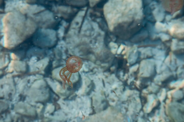 Jellyfish in the Mediterranean Sea near the coast of Saint Jean Cap Ferrat, in the south of France