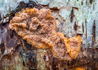 Close up of mushroom Phlebia radiata 
