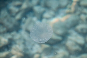 Jellyfish in the Mediterranean Sea near the coast of Saint Jean Cap Ferrat, in the south of France