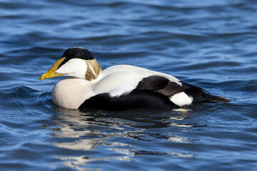 Eider Duck male in full breeding plumage