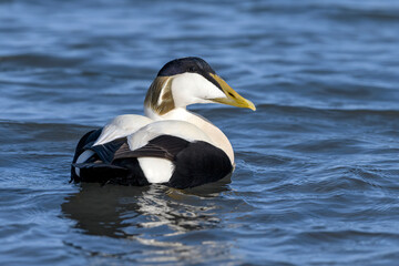 Eider Duck male in full breeding plumage