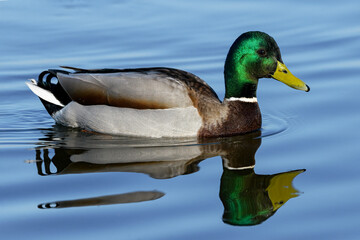 Mallard Drake