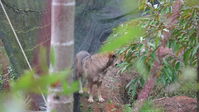 Brown dog walks in the garden